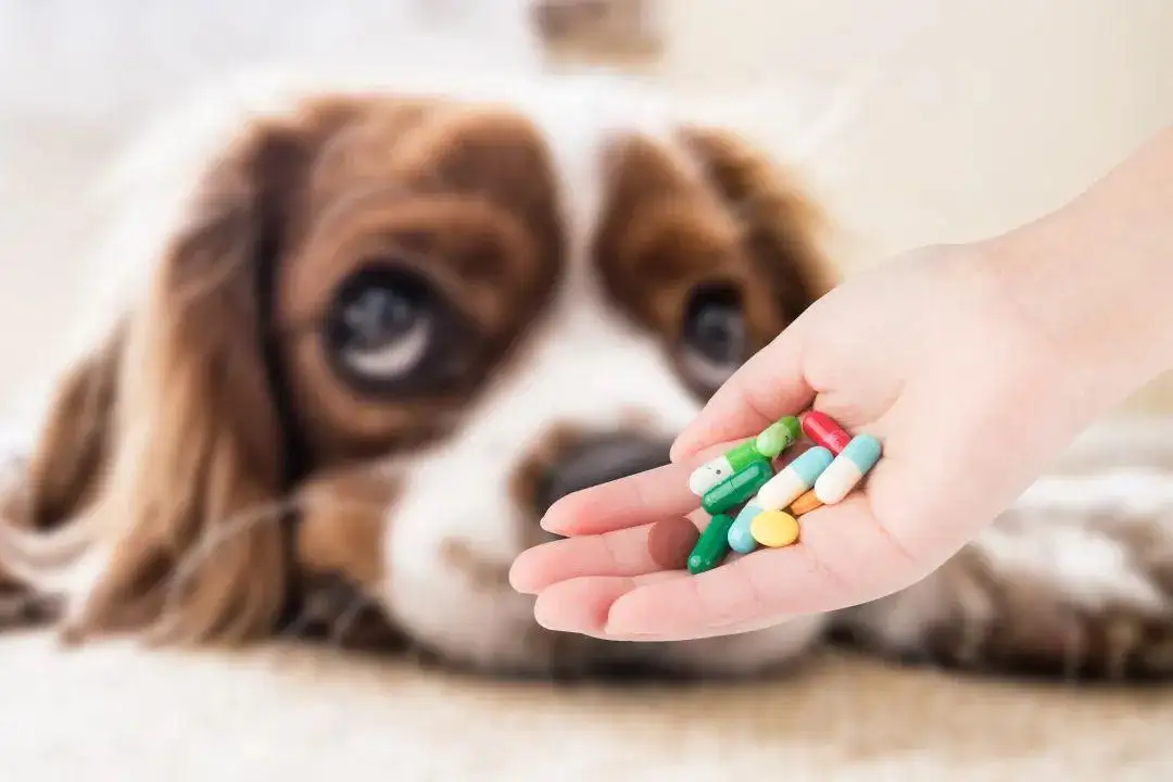 �Fˎ�ИI(y��)